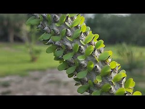 Fouquieria Splendens American Ocotillo 3 months success from cutting to rooted monster !