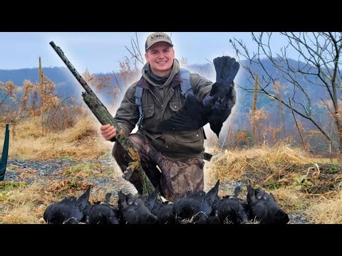 How to Crow Hunt | Catch and Cook!!! (12 GAUGE)