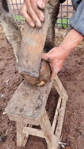 Essential Hoof Care for Donkeys