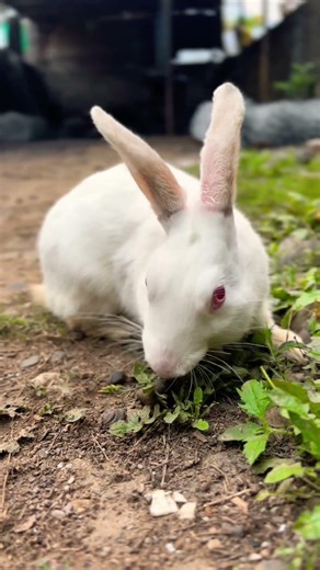 Ever seen bunny this close? #rabbit #bunny #bunnyadventure