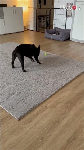 Animal Antics: Energetic Puppy & Dog Duo's Crazy Adventures || WooGlobe