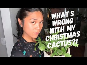 Saving and Repotting My Christmas Cactus | Catch Plant Problems On Time