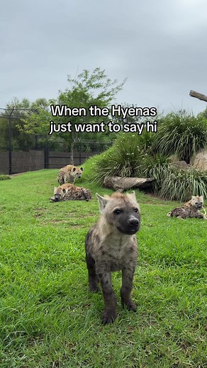 Experience the Fascinating Spotted Hyenas at Sydney Zoo