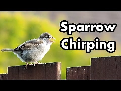 Sparrow Chirping - Bird Sounds and Call - Small Brown Wild Bird - Sparrow Voice Sound