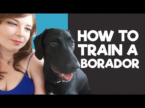 How to train a Borador Puppy (My 5 Tips & Tricks)