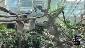 👀 Look up! Next time you’re in Tropical Discovery, you’ll notice two new residents – our Linne’s two-toed sloths! Our new sloth exhibit is designed to showcase this slow and docile species on their terms. Tropical Discovery’s high, skylit ceilings provide a bright, sunny backdrop for the soaring 22-foot sloth tree, with branches and vines bathed in natural light. Keepers say Charlotte has already scoped out her favorite spots in the new tree! Watch the video below to see her explore her brand-n