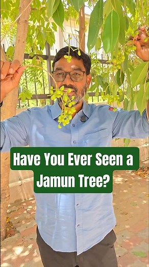 Have You Ever Seen a Jamun Tree? Jamun Tree Facts
