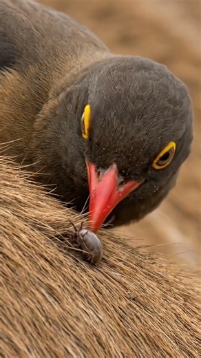 Why Does Africa's Largest Antelope Need a Tiny Bird?