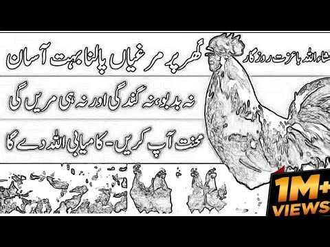 Golden Misri Hen Mini Poultry Farm | First Vlog | Complete Setup & Care