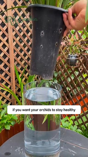 #garden #satisfyingvideo #gardening #motivationgarden #viral2025 #fyp #gardening101 #gardenlover | My Own Garden