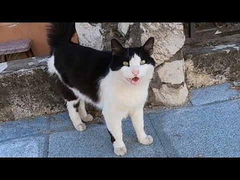 Black and white cat trilling unbelievably cute