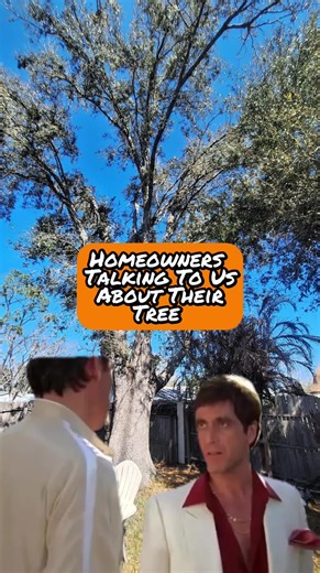 👀🌳 Never Trusted That Piece of Sh— Tree 😅 You know the one. Leaning a little too much. Dropping limbs when it feels like it. Acting suspicious every storm season 😮‍💨 Yeah… your gut was right. If that tree’s been giving you bad vibes, it’s time to let the pros handle it 💪🌲 #Meme #MemeCut #Fyp #Scarface #ScarfaceVibes