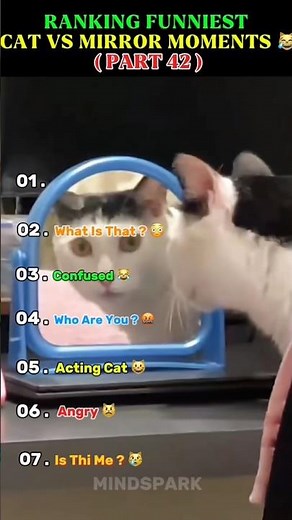 Ranking The Funniest Cats Vs Mirrors Moments 😂🪞🐱 – #1 Thought It Found A New Cat! #funny #cat