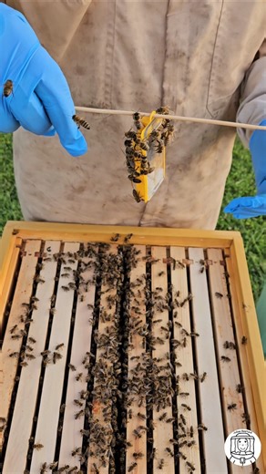 Introducing a New Queen to the Hive 👑🐝 | Fresh Genetics for a Strong Colony #beekeeping #beekeeper