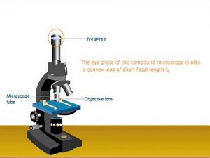 A Brief Look at How a Compound Microscope Works