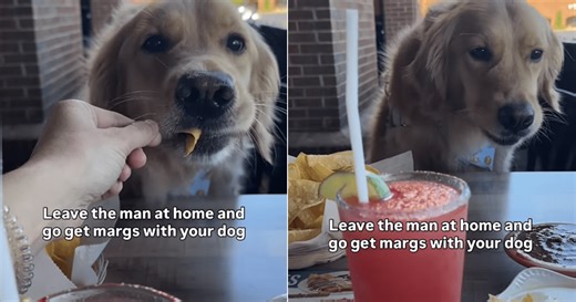 Golden Retriever Goes Drinking With Mom, Gets To Eat Nachos Instead