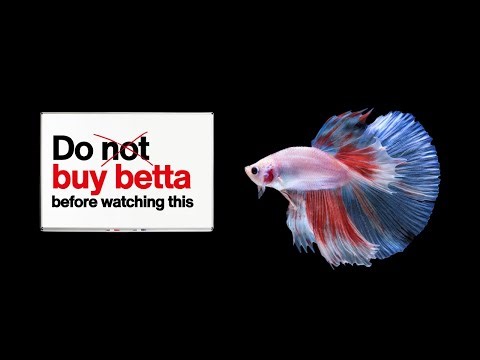 Watch this before you buy a Betta Fish