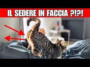 4 motivi per cui il tuo gatto ti MOSTRA IL SEDERE | Cosa vuole dire?