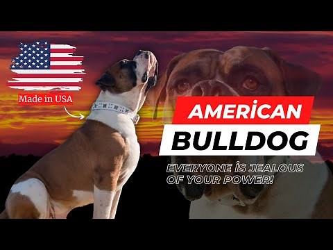All About American Bulldogs: From History to Personality and Health
