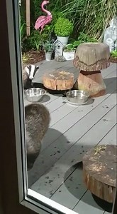 56K views · 8.5K reactions | Too funny not to share again! Mrs Lumpy with the one and only Little Humbug the cheese thief ❤️ I miss her so much she moved on last year  | Mr Lumpy & Friends. | Facebook