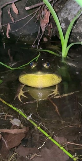 Male Bullfrog Calling to Females #wildlife #amphibians