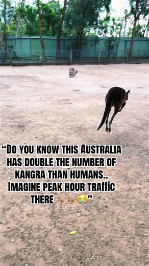 Kangaroo Facts: Life in Australia