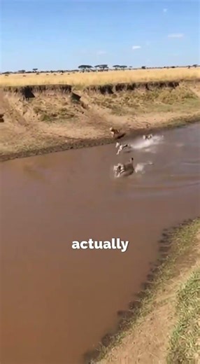 Cheetah vs Gazelle: Intense River Chase and Narrow Escape #nature #wildlife #animals