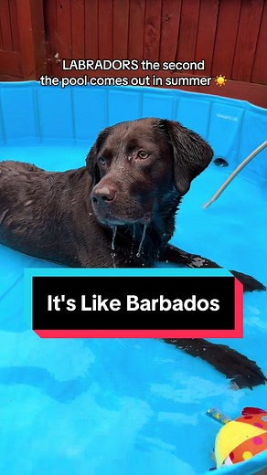 Water Dogs Enjoying Summer Pool Fun