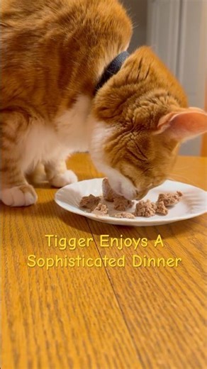 Tigger Cries All Day Long For His Favourite Wet Cat Food From @petvalu