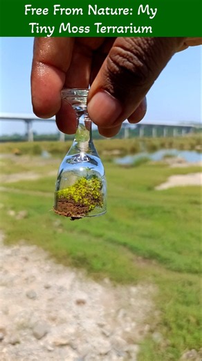 free from nature : my tiny moss terrarium #shorts