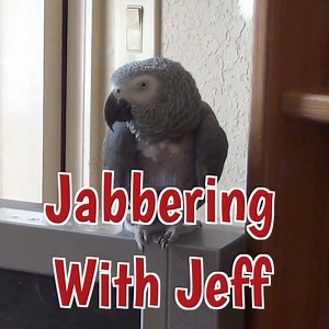 Einstein and Jeff are enjoying office time together and the conversation is intense! 😂 | Einstein the Talking Texan Parrot