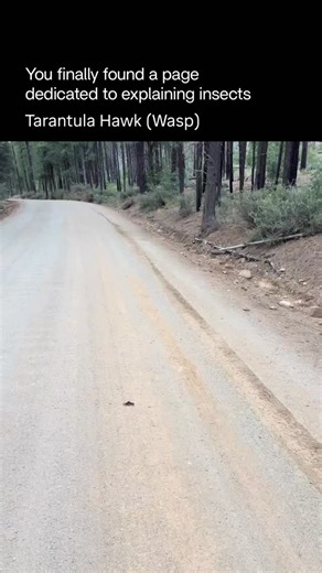Explaining Insects 🦋 on Instagram: "The tarantula hawk is a large, metallic-blue wasp known for its bright orange wings and powerful presence. Despite its intimidating look, it feeds on nectar and plays a role as a pollinator. Its name comes from its unique life cycle: the female locates a tarantula, temporarily paralyzes it with a precise sting, and uses it as a living nursery for her larva. The larva then develops safely with a fresh food source. The tarantula hawk’s sting is considered one o