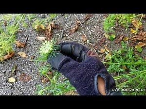 How to identify Poison Hemlock (the toxic weed sweeping the nation!)