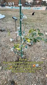 Part 4: Zone 8b In-Ground Citrus Cold Protection: Govee Plug + Christmas Lights Setup
