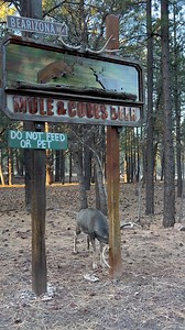29K views · 833 reactions | “Rut” refers to the hormonal change experienced by male deer, antelope, and sheep species during their breeding season. This increase in testosterone makes them extra aggressive, and for our deer herd at Bearizona, this aggression peaks during the month of January! 歷 #bearizona #wildlifepark #deer #muledeer #rut | Bearizona | Facebook