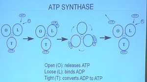 10.2 ATP Synthase - Chad's Prep®