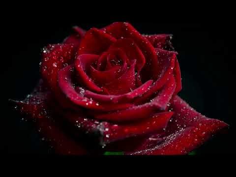 Rosa Vermelha - Wykonawca - Roman Szczepaniak Saxophone Tenor