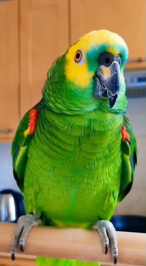 When your parrot watches its figure. 🍎🦜