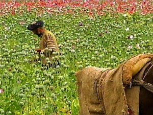 Bitter Harvest ~ Video: Full Episode | Wide Angle | PBS