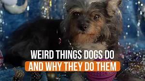 Weird Things Dogs Do and Why They Do Them