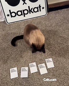 613K views · 35K reactions | Noelle always selects the most savage cards!  : Bap.kat | Cats.com | Facebook