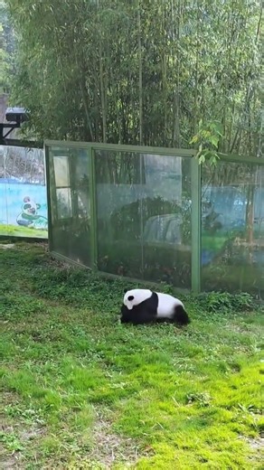 Pandas like to roll around