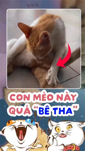 Con Mèo này Bê Tha quá mọi người ơi ?#threads #topcomment #funny #memes #mèo #pets