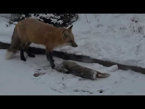 Fox kills rabbit