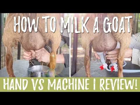 How To Milk a Goat: By Hand & Machine! (NEW Milking Machine Review!)