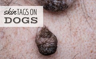 Skin Tags On Dogs: Appearance, Causes & When To Seek Treatment