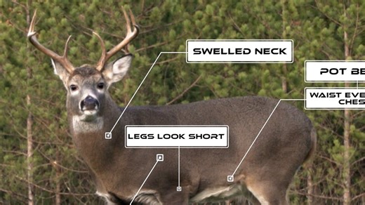 Can You Accurately Age a Deer in the Field? Find out with NDA's Quiz!