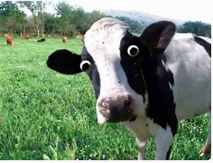 Goal in 14 US Cities: Ban Meat, Dairy, Private Cars by 2030