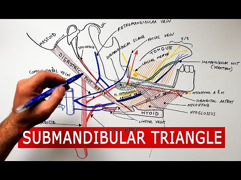 Submandibular triangle - boundaries & contents | Anatomy Tutorial