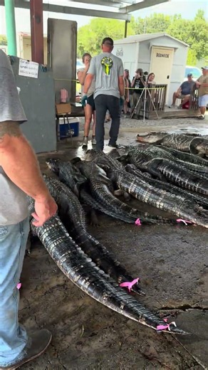 Swamp People! Alligator Season 2026!!! Louisiana!!!